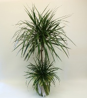 İki Köklü Zarif Dracena